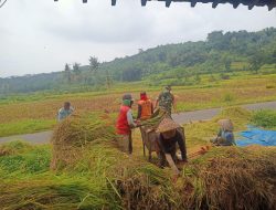 Bentuk Kemanunggalan TNI, Babinsa Jurug Bantu Petani Panen Padi