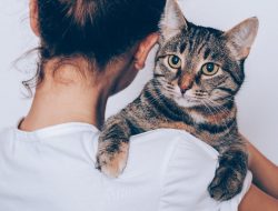 9 Jenis Cacing pada Kucing yang Perlu Diketahui – Bagian 2