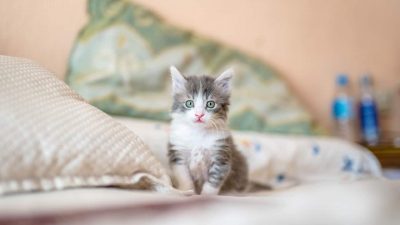 Tips dan Trik Merawat Kucing di Musim Hujan