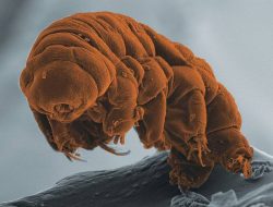 Mengenal Tardigrada, Si Hewan Bandel yang Tangguh di Muka Bumi