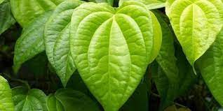 Daun Sirih