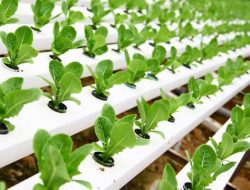 3 Cara Memulai Berkebun Hidroponik untuk Pemula