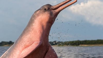 Si Lumba-lumba Pink Penghuni Sungai Amazon