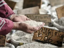 Dedi Raharja: Kenaikan Harga Beras Dipicu Oleh Kenaikan BBM