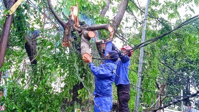 Tim Gegana Kota Cimahi melakukan pemotongan pohon yang tumbang akibat hujan angin dan hujan es Rabu (25/10/2023)