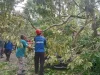 Pohon Tumbang di Komplek Pemkot Cimahi Menimpa Mobil Pribadi Kabid Dispangtan dan Lima Unit Motor