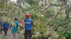 Pohon Tumbang di Komplek Pemkot Cimahi Menimpa Mobil Pribadi Kabid Dispangtan dan Lima Unit Motor