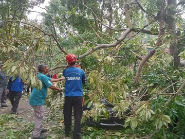 Pohon Tumbang Di Komplek Pemkot Cimahi Menimpa Mobil Pribadi Kabid