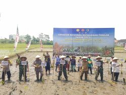 Optimalkan Lahan Tidur, Pemkot, Pemda, TNI, Polri Tanam Padi Bersama