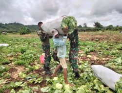 Wujud Kedekatan Satgas Yonif 122/TS bersama Masyarakat Distrik Muara Tami Memanen Hasil Sayuran
