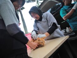 Bagi wargi Bandung yang ingin hewan kesayangannya disterilisasi, Gratis! Vaksin Rabies dan Sterilisasi Kucing Liar