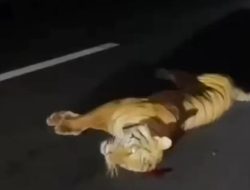 Analisis Singkat: Video Harimau tertabrak di Jalan Tol