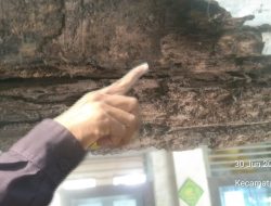 Sebagian di Gedung SDN Kemiri I bahan Kayunya mulai Lapuk dimakan Rayap