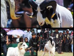 Seni Ketangkasan Domba Garut Menumbuhkan Usaha Peternakan Domba dan UMKM