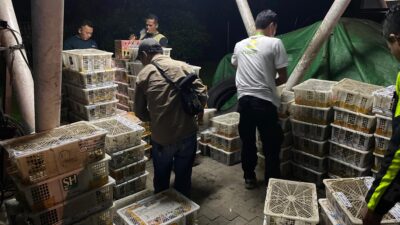 info LSM Flight, Aksi Penyelamatan 4.354 Burung di Tol Lampung, disergap PJR Ditlantas Polda Lampung