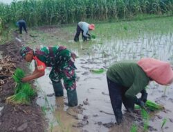 Koptu Wahyu Anugerah Bersama Warga Desa Gununggede, Tingkatkan Hanpangan Dengan Tanam Padi