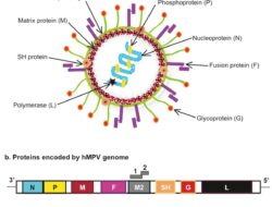 Wabah Virus HMPV Merebak di China, Kemenkes Imbau Publik untuk Waspada