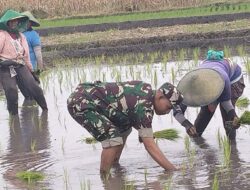 Dorong Percepatan Luas Tambah Tanam, Babinsa Rembang Turun Ke Sawah Bantu Petani