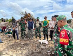 Satgas Pamtas Yonarmed 11 Kostrad Bersama TDM dan Masyarakat Gotong Royong Tanam Jagung di Perbatasan