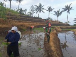 Fokus Penambahan Luas Tanam, Babinsa Desa Sumber Urip Konsisten Dampingi Tanam Padi