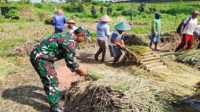 Babinsa Koramil Nglegok, Dampingi Penyerapan Gabah Panen Petani Oleh Bulog Di Blitar