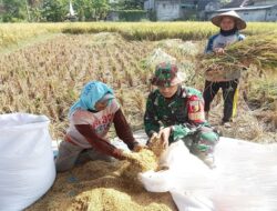 Babinsa Panggungrejo lakukan Komsos dan dampingi Petani Panen Padi