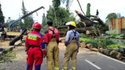 Respons Cepat Atasi Pohon Tumbang di Dago, Wali Kota Farhan Turun Tangan dan Perintahkan Langkah Antisipatif