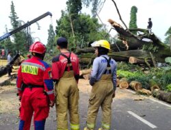 Respons Cepat Atasi Pohon Tumbang di Dago, Wali Kota Farhan Turun Tangan dan Perintahkan Langkah Antisipatif