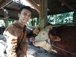 Kembali Jadi Pilihan Presiden, Sapi Kurban Asal Bandung Ukir Rekor Lima Tahun Beruntun