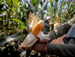 Panen Raya Jagung di Bandung, Langkah Kecil untuk Target Besar Swasembada