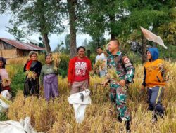 Satgas Pamtas RI–RDTL Yonarhanud 15/DBY Pos Haumeniana Bantu Warga Panen Padi di Perbatasan