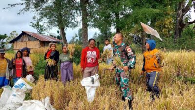 Satgas Pamtas RI–RDTL Yonarhanud 15/DBY Pos Haumeniana Bantu Warga Panen Padi di Perbatasan