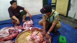 Kurban 2025: 90 Persen Daging Aman, Tapi Regenerasi Dokter Hewan Jadi Alarm Serius