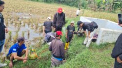 Dinas Pertanian Garut Gelar GERTAK: Gerakan Serentak Pengendalian Hama Tikus Sawah