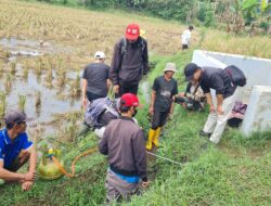 Dinas Pertanian Garut Gelar GERTAK: Gerakan Serentak Pengendalian Hama Tikus Sawah