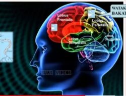 Banyak, Tapi Zonk: Refleksi Kritis atas Kebanggaan Semu