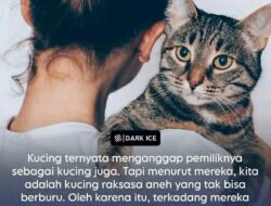 Kucing: “Kucing Raksasa” tapi Bukan Salah Paham — Ini yang Mereka Pikirkan Tentang Kita