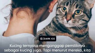 Kucing: “Kucing Raksasa” tapi Bukan Salah Paham — Ini yang Mereka Pikirkan Tentang Kita