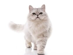 Hari Kucing Internasional: Sebuah Cinta yang Tidak Pernah Punah