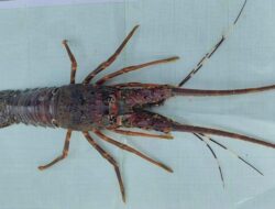 Budidaya Lobster Pangandaran: Antara Optimisme Riset dan Bayang-Bayang Gagalnya Proyek Rp132 Miliar