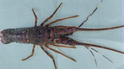 Budidaya Lobster Pangandaran: Antara Optimisme Riset dan Bayang-Bayang Gagalnya Proyek Rp132 Miliar