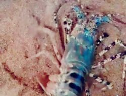 Fenomena Penolakan Keramba Jaring Apung oleh Warga Pangandaran, Alumni Unpad & Akademisi Angkat Bicara