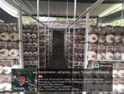 Gunung Lading, Jamur, dan Perjuangan yang Terus Tumbuh