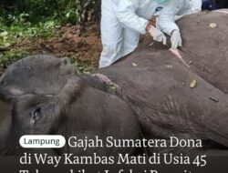Enam Gajah Sumatera Mati Sepanjang 2025, TNWK Jelaskan Kasus Terbaru Kematian Gajah Dona
