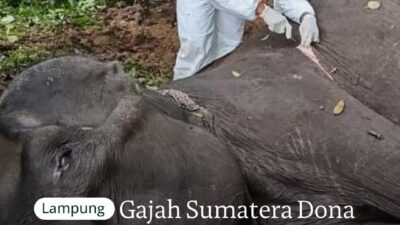 Enam Gajah Sumatera Mati Sepanjang 2025, TNWK Jelaskan Kasus Terbaru Kematian Gajah Dona