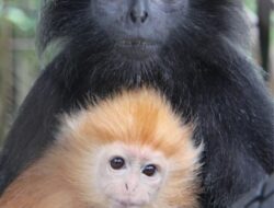 Bukan Elang atau Macan Tutul — Ancaman Terbesar bagi Lutung Jawa Justru Bernama Homo Sapiens