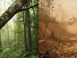 “Pentingnya Hutan Untuk Kehidupan”