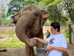 Fungsi dan Peran Gajah untuk Kehidupan