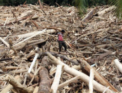Para Pakar Menilai: Pemicu Bencana di Sumatera Kerusakan Hutan di Hulu DAS