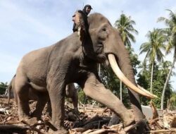 Gajah Dikerahkan Bersihkan Sisa Banjir Bandang Pidie Jaya: Ironi di Tengah Krisis Ekologis